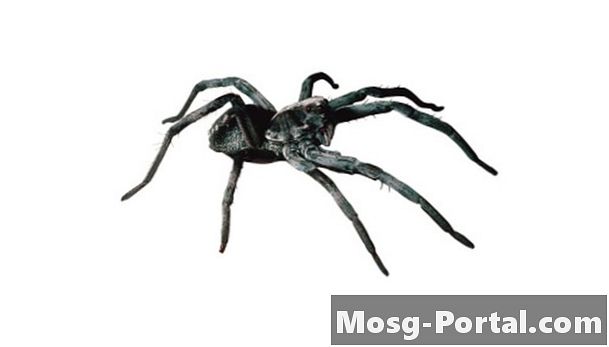 인디애나에서 발견 된 큰 거미