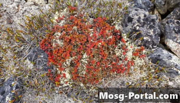 Lichens yang hidup di Tundra