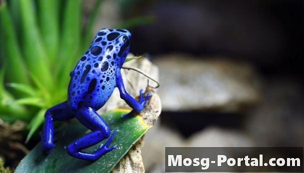 Ciclo di vita di un Blue Poison Dart Frog