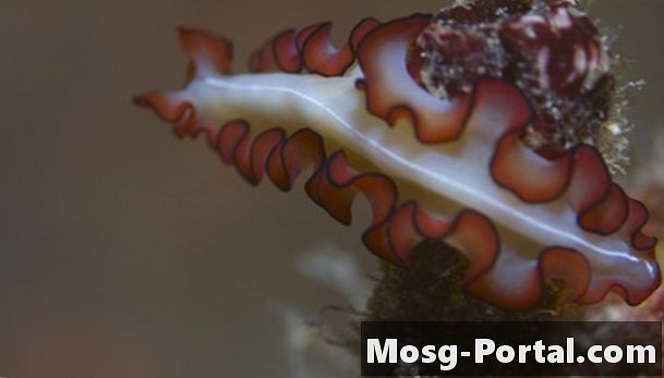 A nyaki Platyhelminthes életciklusa