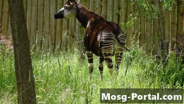 Životný cyklus Okapi