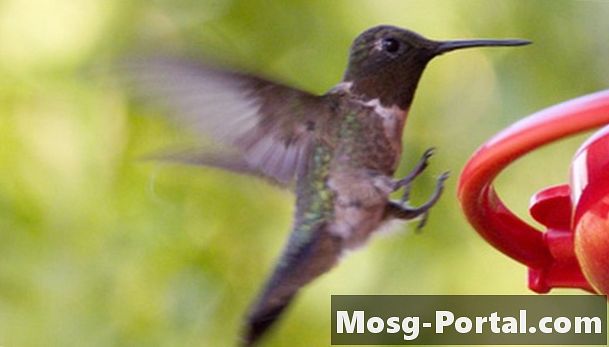 Vida útil del colibrí