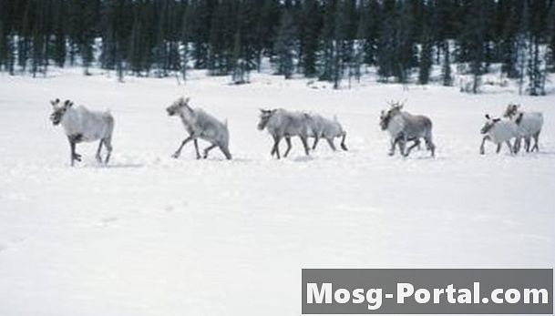 قائمة الحيوانات في القطب الشمالي