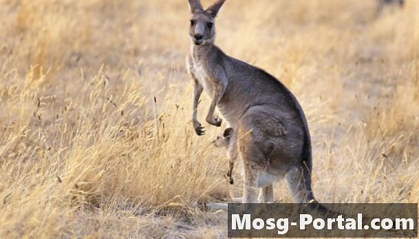 Lista de animales marsupiales