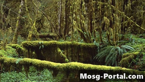 Liste over tropiske regnskogplanter