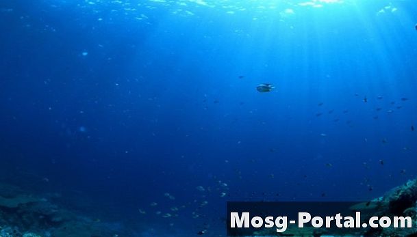 Основні факти про екосистему відкритого океану