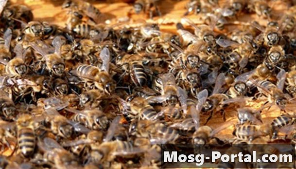 Hacer empanadas de polen de abejas para las abejas