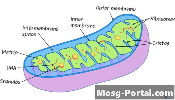 Mitokondria: Definisi, Struktur & Fungsi (dengan Diagram)