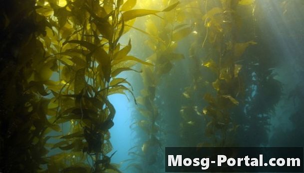 Činjenice morske alge
