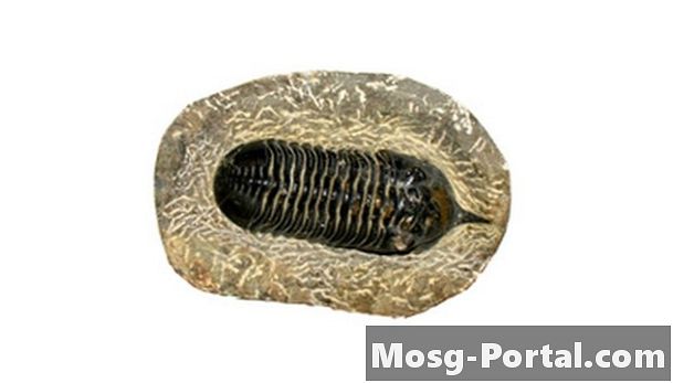 De fem typerna av fossil