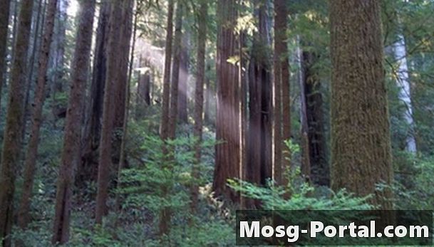 Die durchschnittliche Höhe der Redwood-Bäume