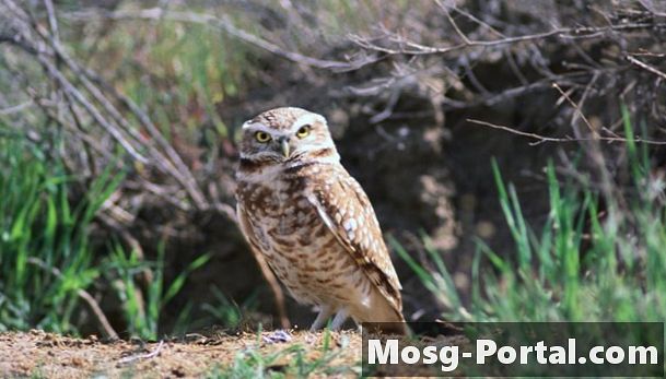Biome و Ecosystem of Burrowing Owl
