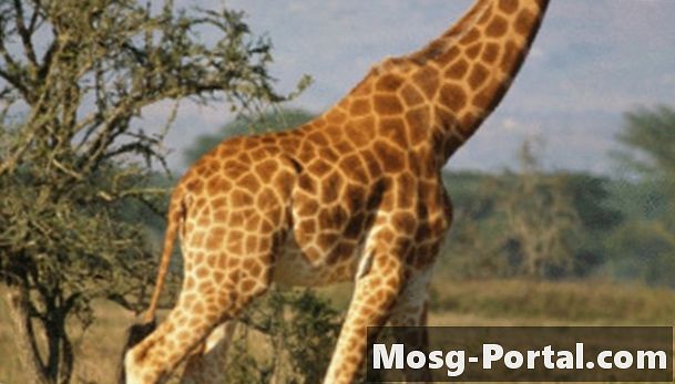 Egenskaperna hos en giraff och hur det hjälper det att överleva