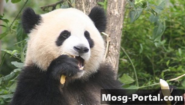 Ο πλήρης κύκλος ζωής του Giant Panda