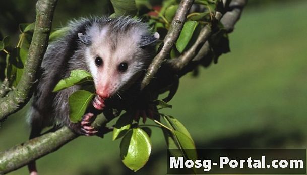 อันตรายจาก Opossums