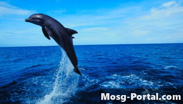 A diferença entre peixes e mamíferos golfinhos