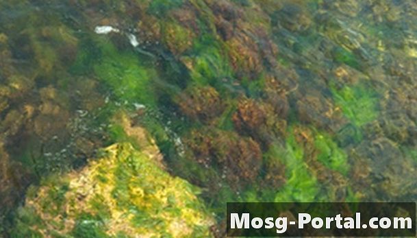 Skillnaderna mellan bakterier och alger