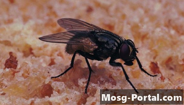 Le differenze di pulci e mosche