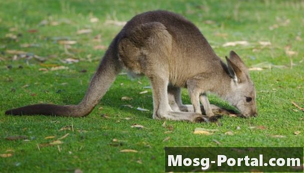 Kangaroo's fordøjelsessystem