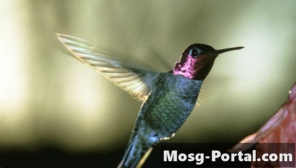 La migración del colibrí en Arizona