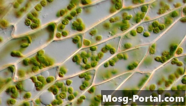 أهمية الخلايا النباتية