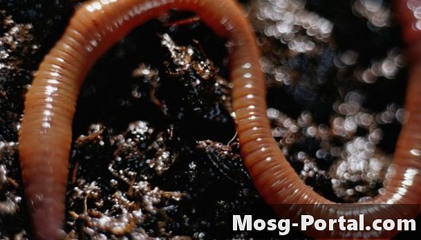 L'importanza dei vermi rossi nell'ecosistema