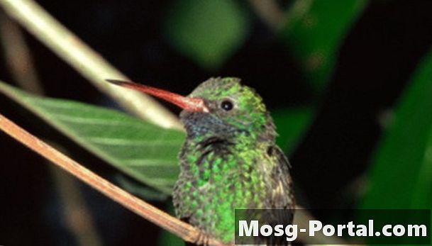 Migrația colibrelor în sudul Florida