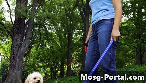 Det mest miljövänliga sättet att bortskaffa hundavfall