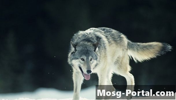 Какви адаптации имат вълците?