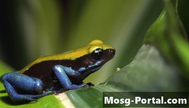 Quais animais mostram comensalismo na floresta tropical?