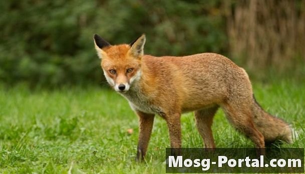 Apa Haiwan Yang Akan Mengusir Urin Fox?