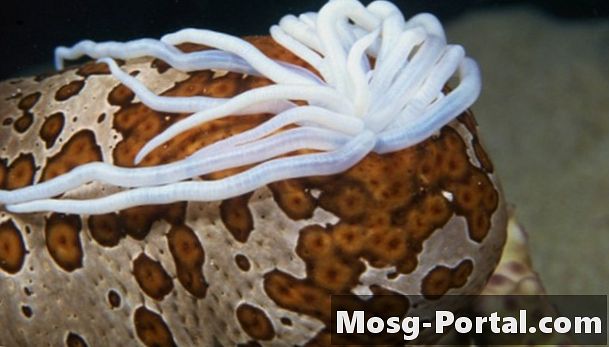 Jakie są adaptacje ogórka morskiego?