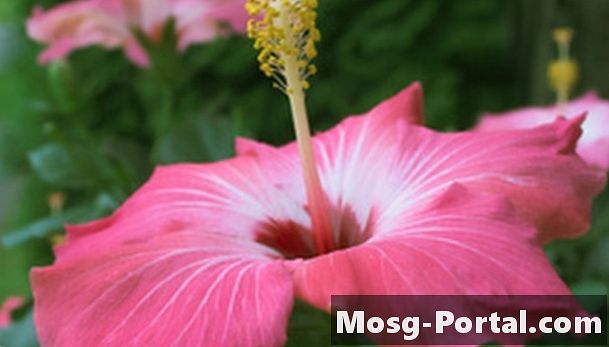 Mitkä ovat hibiscus-kasvien mukautukset?
