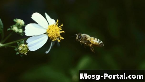 Quais são as causas da extinção das abelhas?