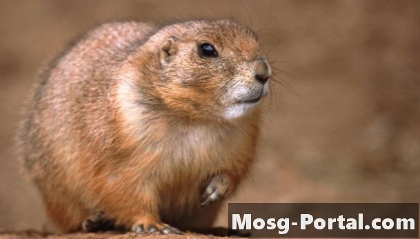 ¿Cuáles son las diferencias entre una marmota y un perrito de las praderas?