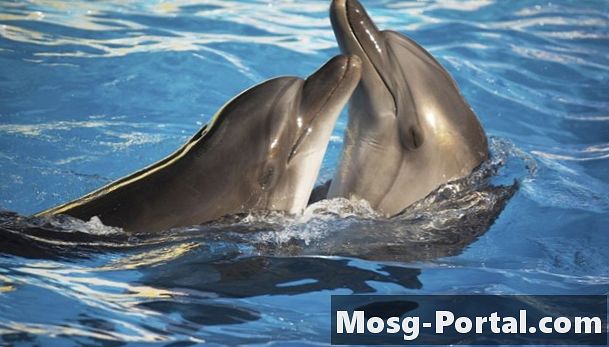 Vad är delfins kroppsdelar?