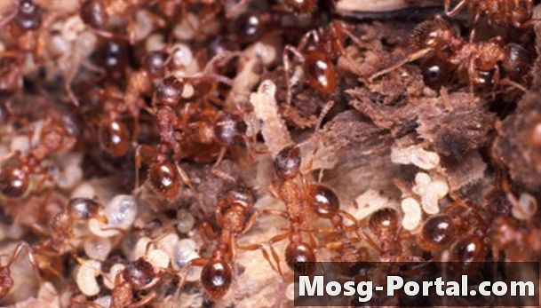 Was verursacht schwärmende Ameisen?