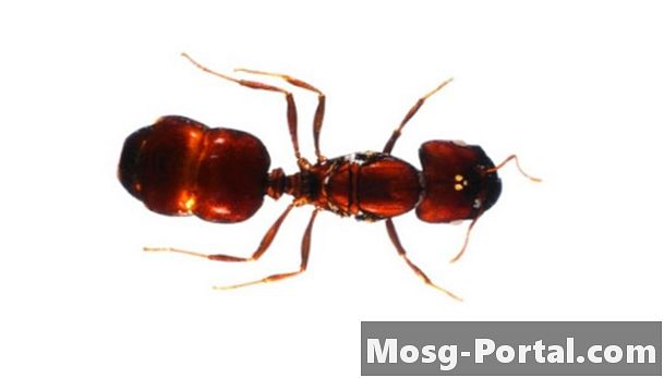 Hmyz, ktorý jesť mravce