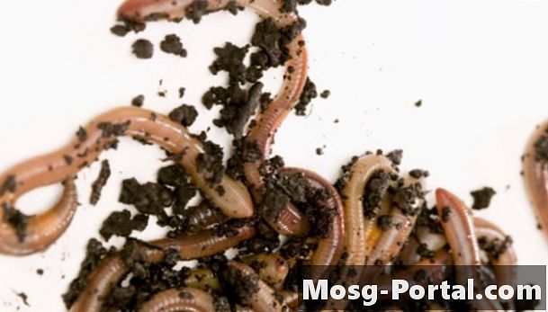 Što zajedništvo crnih glista i zemljanih glista ima?