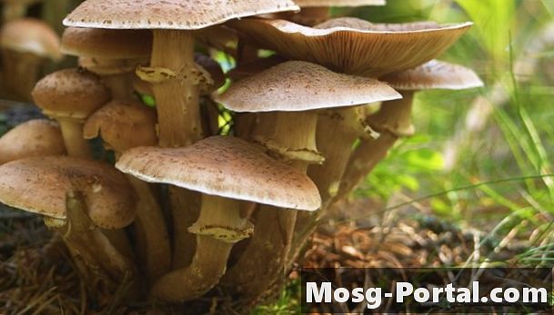 Vad bidrar svampar till ekosystemet?