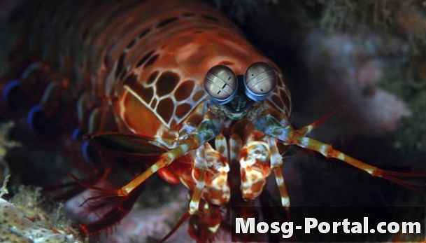 Was essen Ocean Mantis Shrimps?