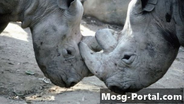 За шта носорози користе своје рогове?