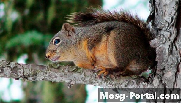 Wat eet een eekhoorn in de voedselketen?
