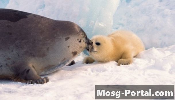¿Qué come focas arpa?
