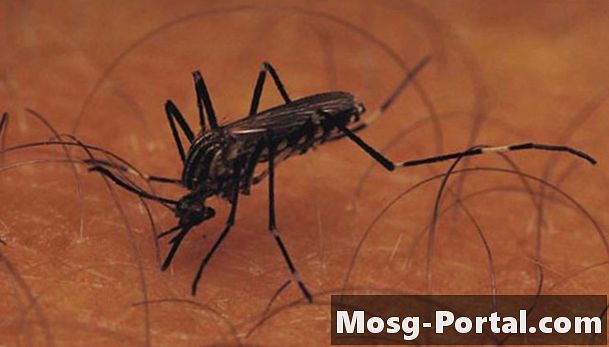 Wat eet muggenlarven?