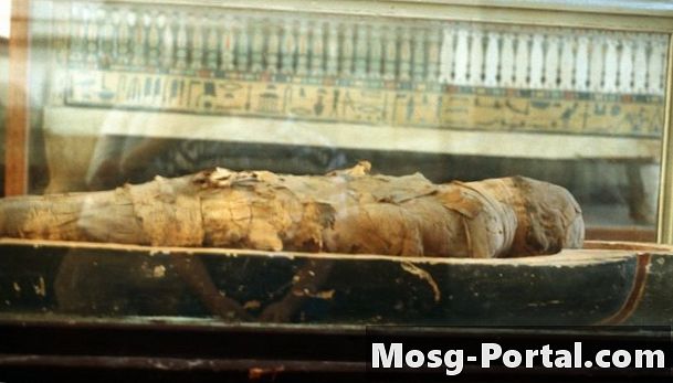 Katere egipčanske živali so bile mumificirane?