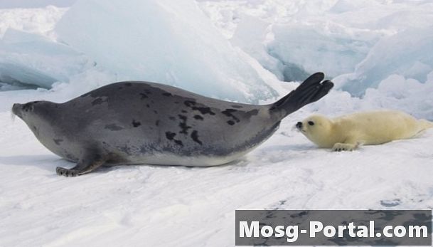 Vilka livsmedel äter Harp Seals?