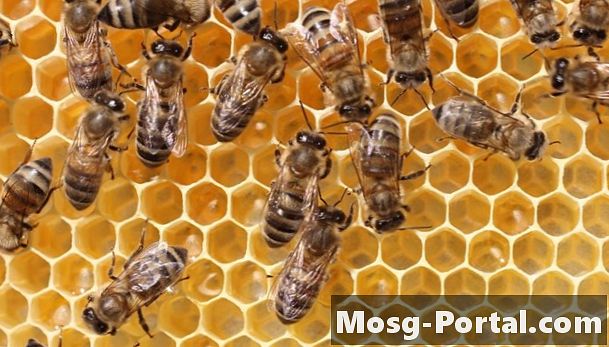 Wat gebeurt er 's nachts met bijen en wespen?