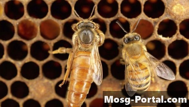 Apa yang Berlaku apabila Queen Bee Mati?