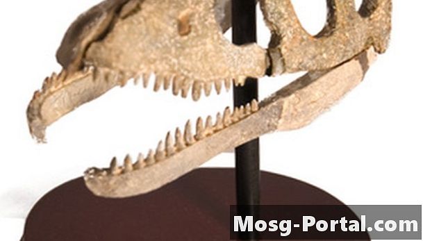Qu'est-ce qu'un corps fossile?